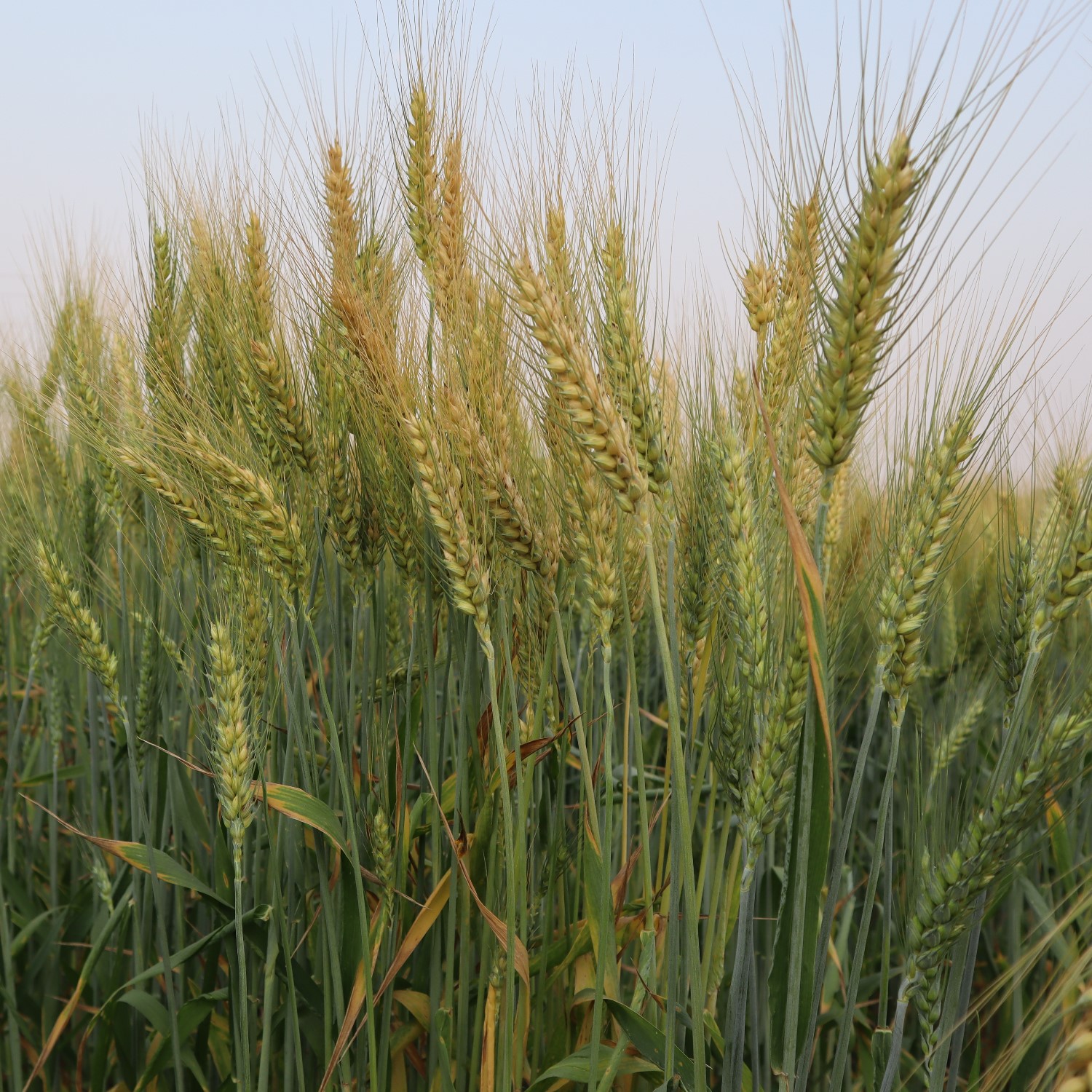 Pusa Ahiliya HI 1634 Wheat Seeds